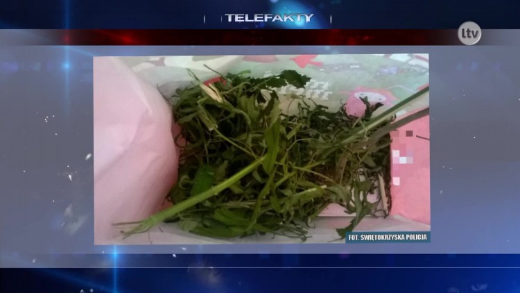 marihuana_news.mp4