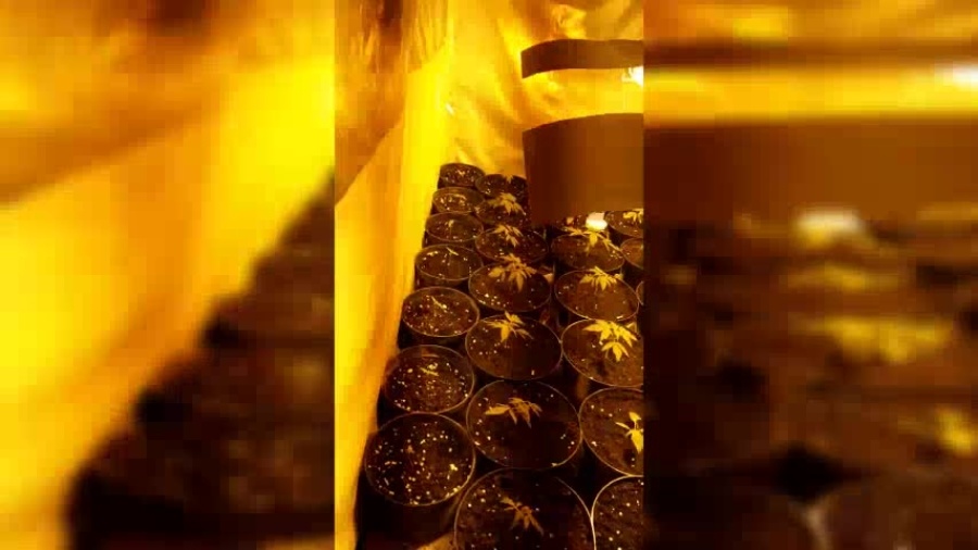 Policja zlikwidowała plantację konopi