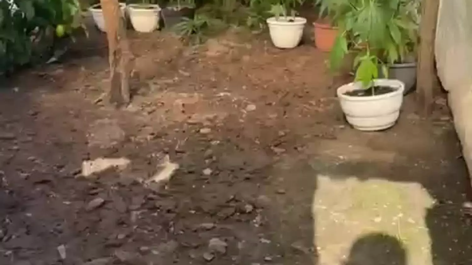 Policyjna akcja likwidacji zakazanych roślin