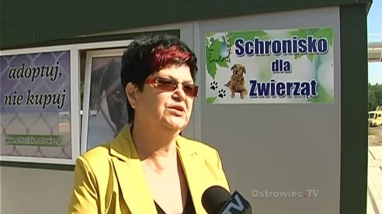 schronisko_dla_psow_news.mp4