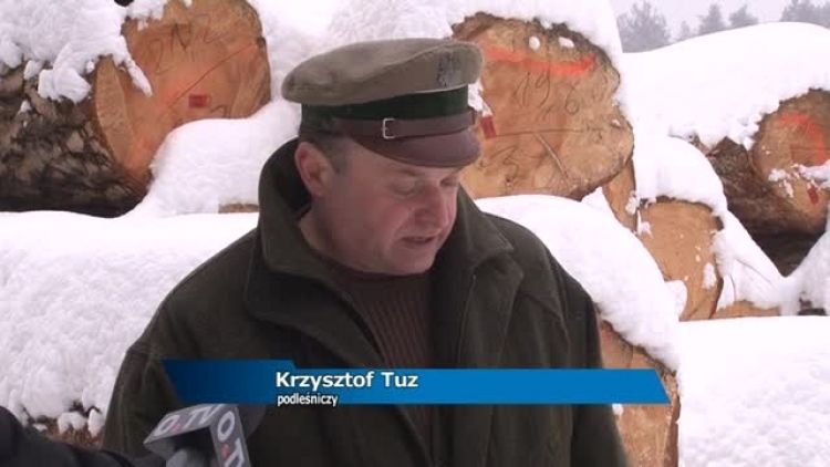 wilki_w_lesie_news.mp4