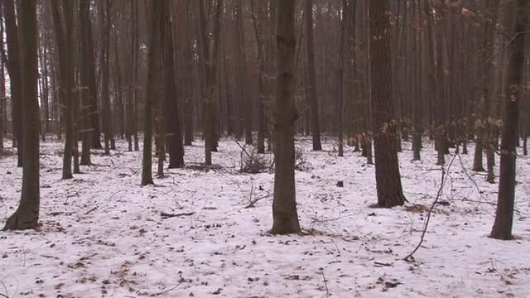 akcja_choinka_news.mp4