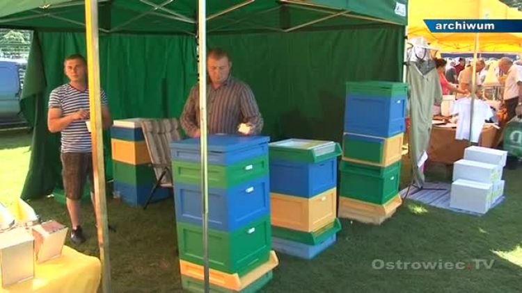 dzien_pszczoly_2013_zapowiedz_news_pop.mp4