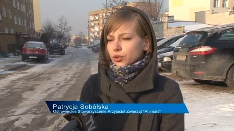 piesek_przybleda_news.mp4