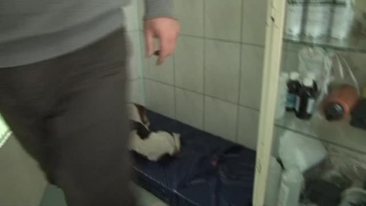 pies_potracony_news.mp4