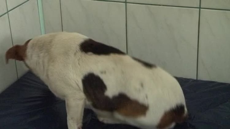pies_potracony_news.mp4
